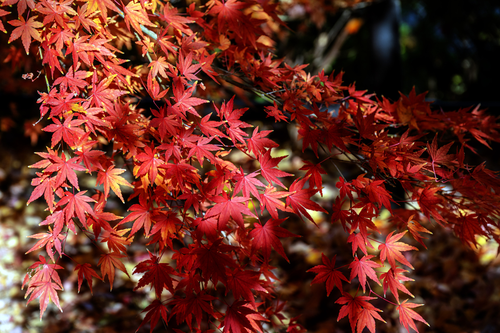 紅葉c