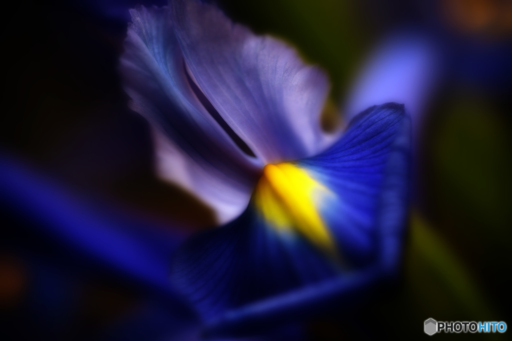 Iris