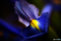 Iris