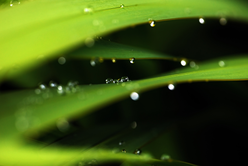 Rain Droplets