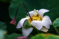 蓮、花托