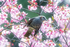 ヒヨ桜