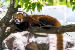 レッサーパンダ