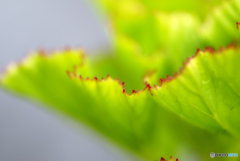 Red edge