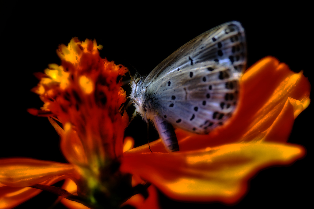 キバナ・・・シジミ