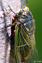 グロテスクな・・