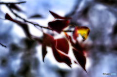 ナンキンハゼ紅葉