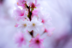 二期桜