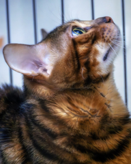 Cat.