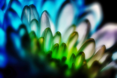  light flower