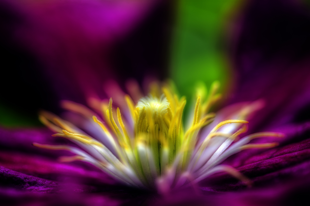 Purple Clematis