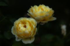 Soft Yellow