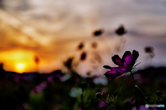 夕日コスモス