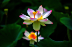 蓮Ⅱ