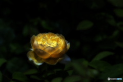 yellow...