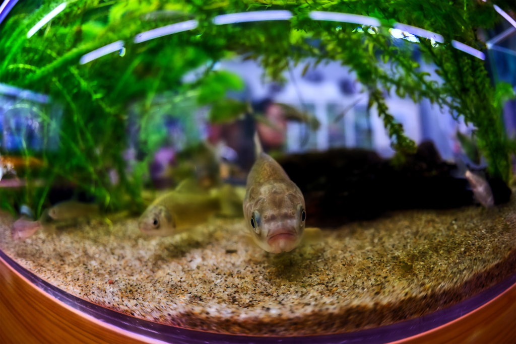 フィッシュアイでフィッシュ