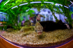 フィッシュアイでフィッシュ