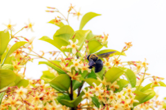 クマ蜂