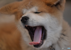yawn