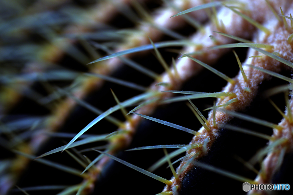 Cactus Thorn