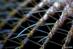 Cactus Thorn