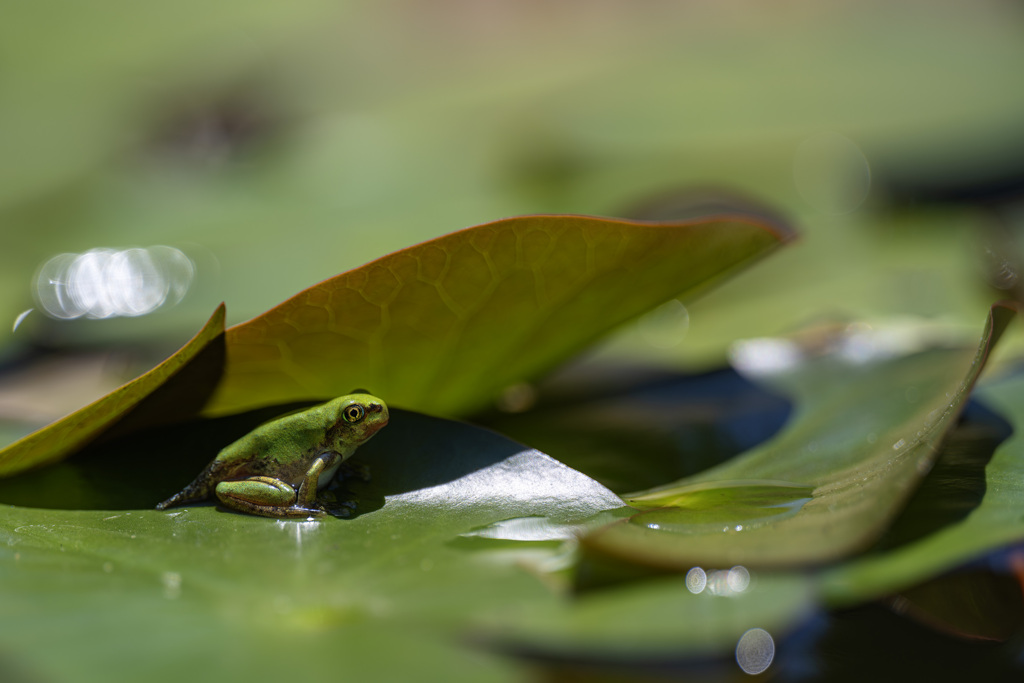 アマガエル.