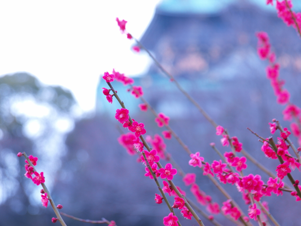 城下の寒梅