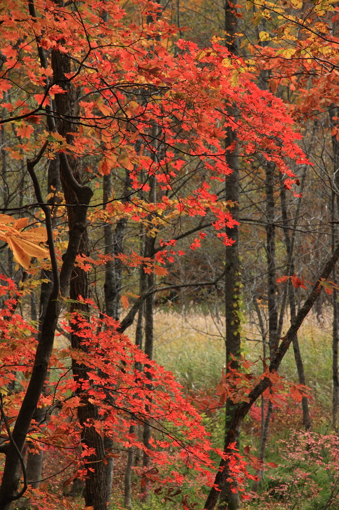 紅葉の蔦温泉