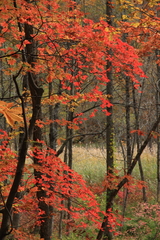 紅葉の蔦温泉