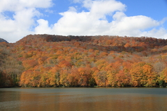 蔦温泉の紅葉４