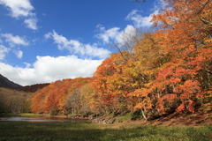 紅葉の蔦温泉