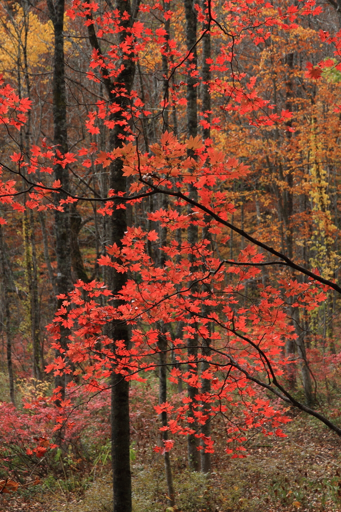 紅葉の蔦温泉