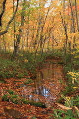 紅葉の蔦温泉