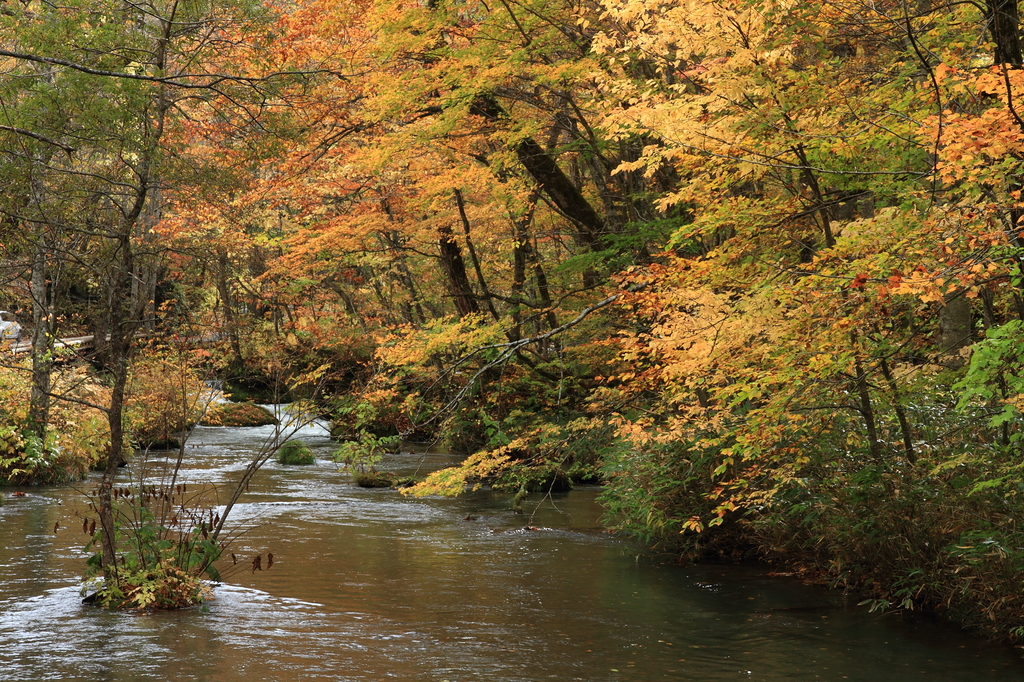 紅葉の奥入瀬渓流４