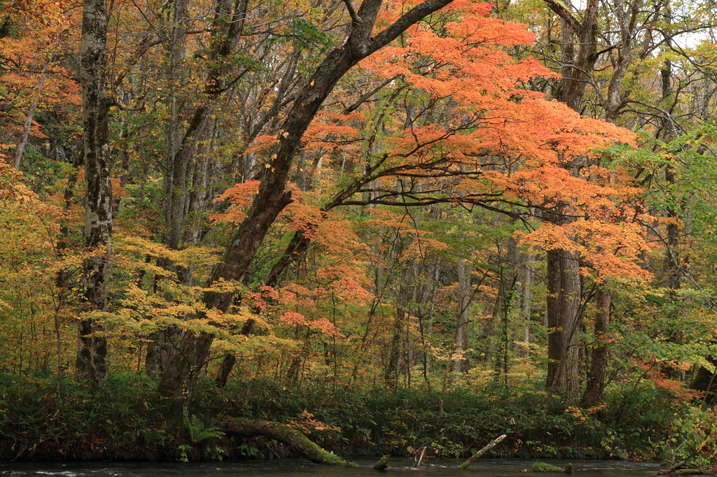 紅葉の奥入瀬渓流５