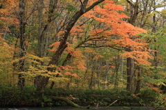 紅葉の奥入瀬渓流５