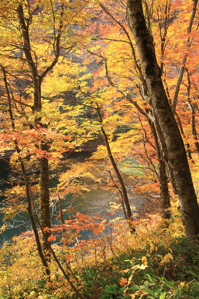 蔦温泉の紅葉７