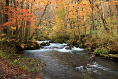 紅葉の奥入瀬渓流２