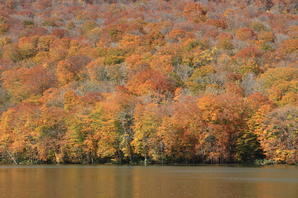 蔦温泉の紅葉２