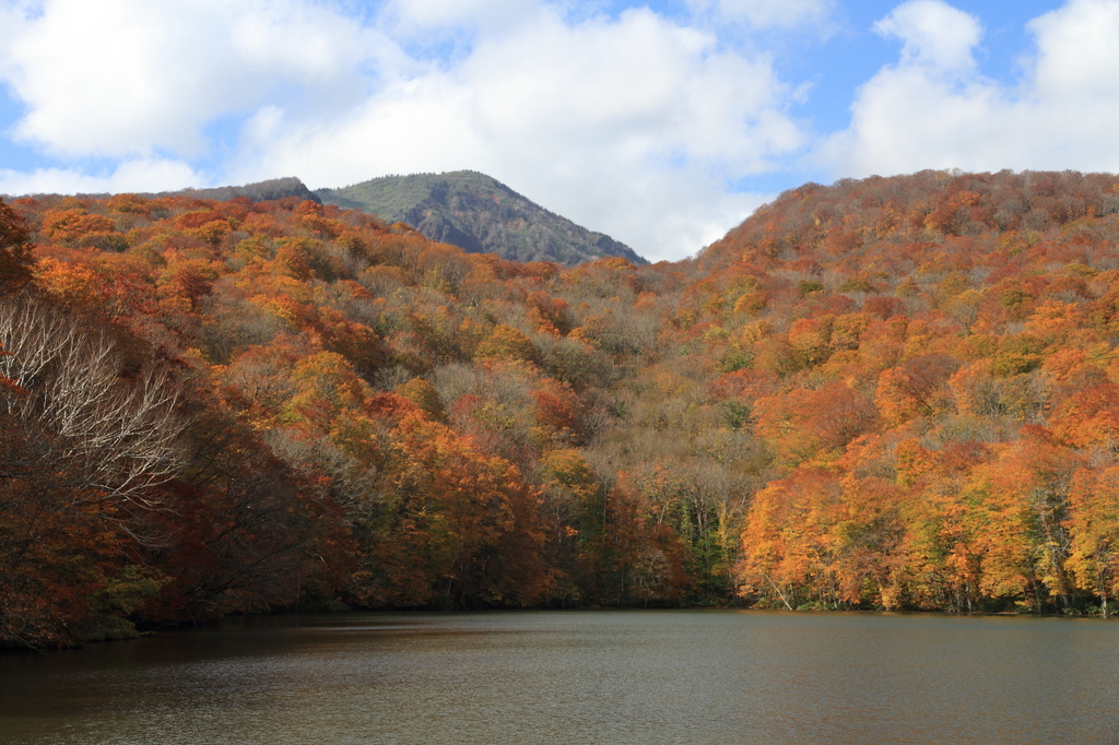 蔦温泉の紅葉５