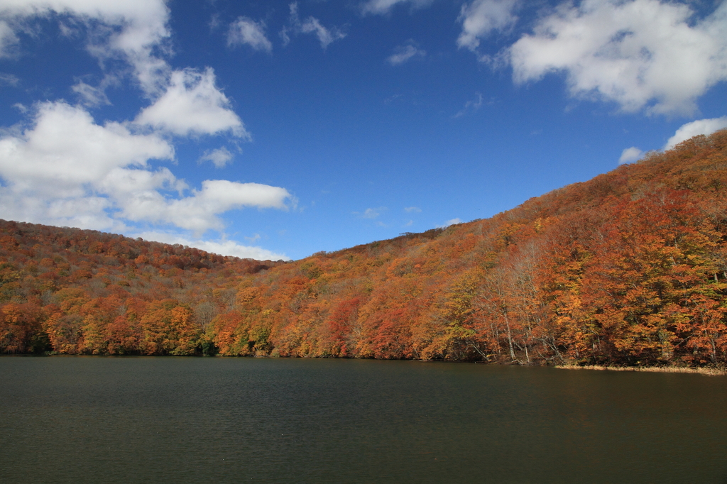 蔦温泉の紅葉６