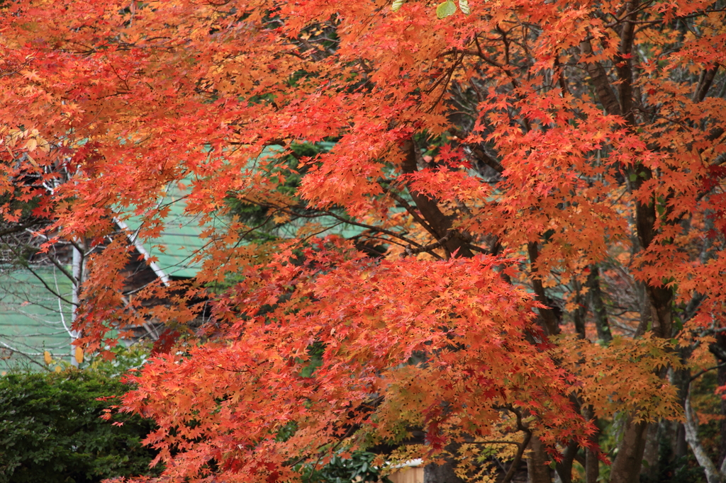 紅葉の蔦温泉