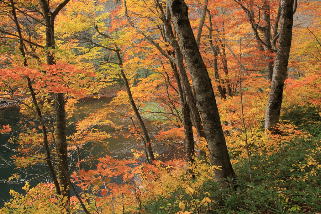 紅葉の蔦温泉