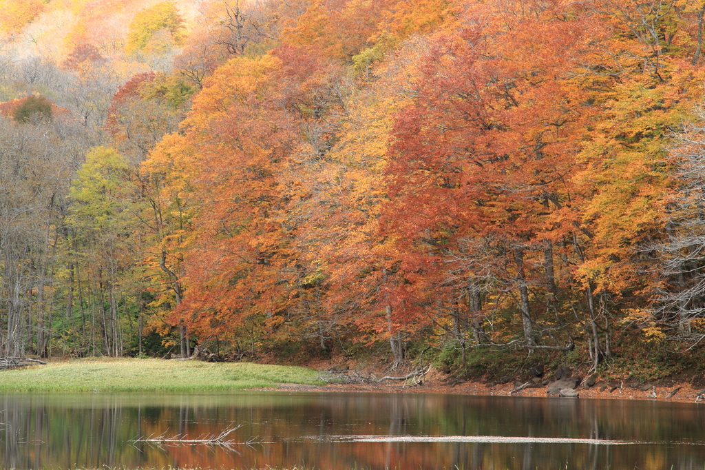 紅葉の蔦温泉