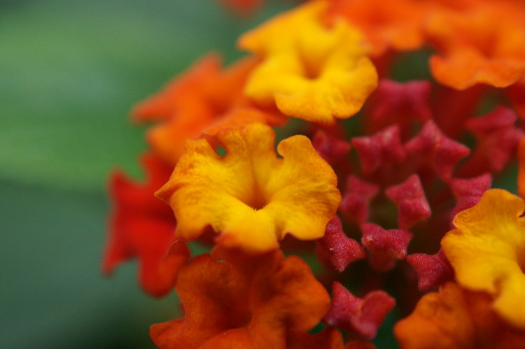 いそぎんちゃくっぽい