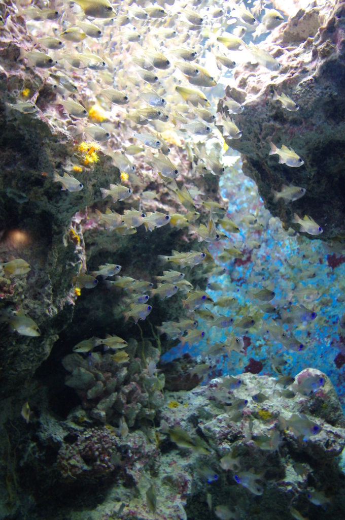 ちゅら海水族館