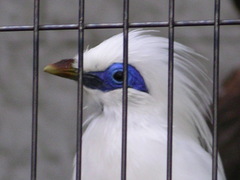 鳥