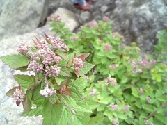 山の花