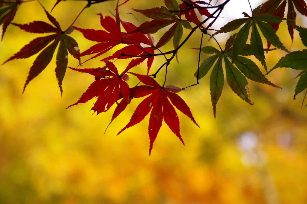 紅に彩る葉