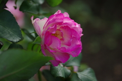 花花